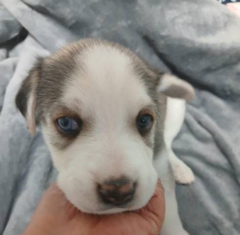 Este domingo feria de adopción en Morelia: una segunda oportunidad para perros y gatos