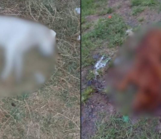 Omiso, Gobierno de Charo ante envenenamiento de perros