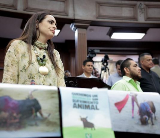 Por un Michoacán que ponga “fin a la crueldad como espectáculo”, respalda Sandra Arreola prohibición de la tauromaquia