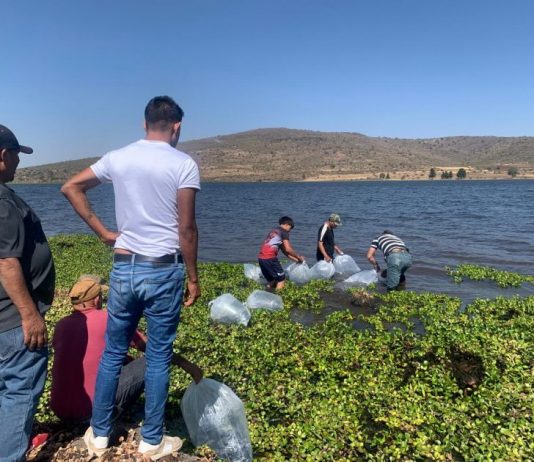 PVEM Puruándiro y Brigada Puruándiro Siempre Verde liberan 40 mil crías de peces en Presas del Municipio