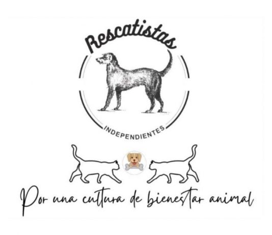 Urgente: activistas exigen atención tras envenenamientos masivos; Paracho en el top ten de crueldad animal