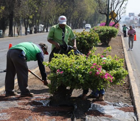 Gobierno de Morelia sigue embelleciendo las áreas verdes de la ciudad