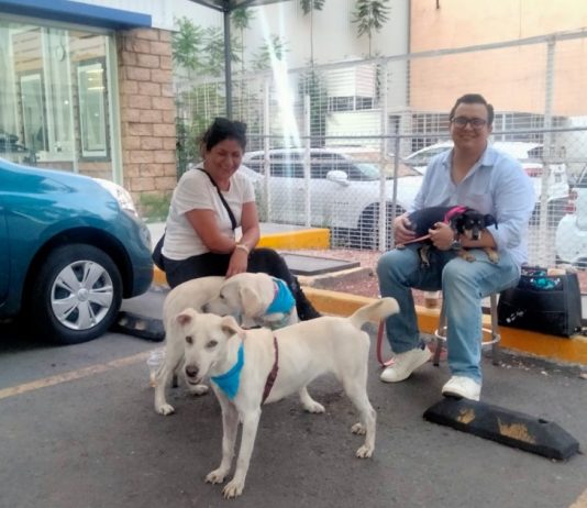 GHAPAD lanza urgente llamado: 40 lomitos buscan hogar, amor… y una segunda oportunidad