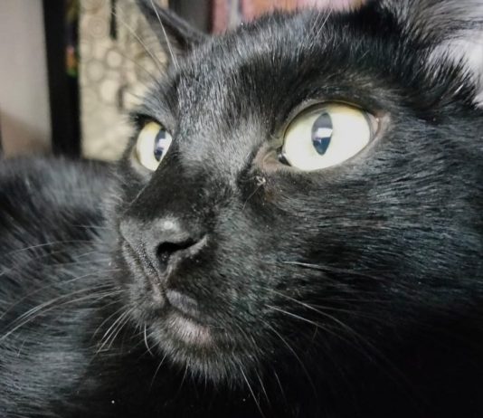 Películas de Disney impulsa la adopción, la ciudadanía el abandono: 90% de los animales acaba en las calles