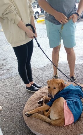 Un hogar por un ladrido: 40 corazones peludos de GHAPAD esperan familia en Morelia