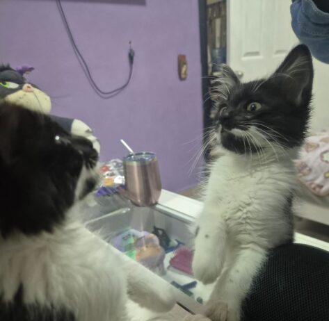 Invitan a rescatistas independientes a sumarse a feria de adopción en Morelia