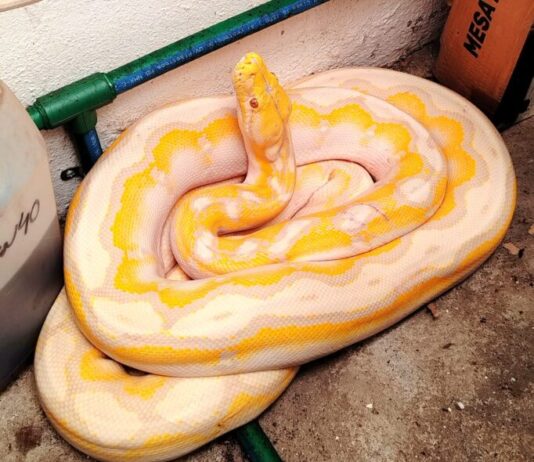 Protección Civil de Morelia captura serpiente dentro de domicilio