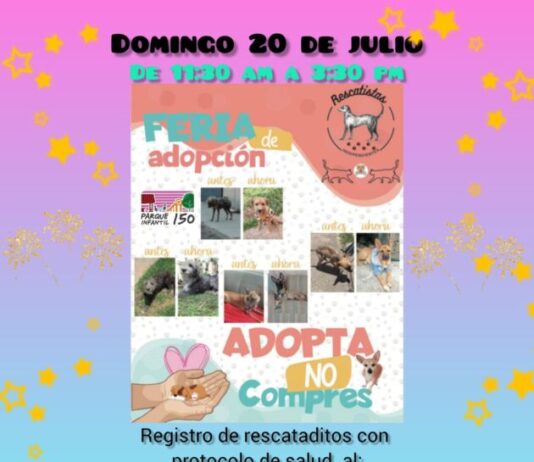 Rescatistas Independientes celebrará Día Mundial del Perro con feria de adopción en Morelia