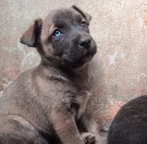 Día Mundial del Perro: asociaciones llaman a reflexionar sobre abandono y maltrato animal