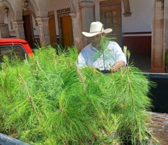 Impulsa Ayuntamiento de Morelos el cuidado del medio ambiente con acciones de reforestación