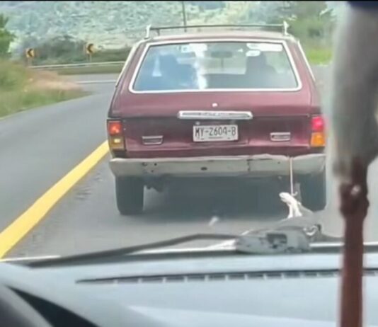 Denuncian caso de brutalidad animal en el municipio de Quiroga