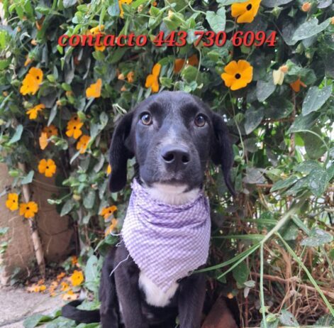 Michis buscan Karen o Karencio, lomitos listos para rescatar a un humano perdido en Feria de Adopción