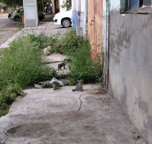 Matrimonio abandona 50 gatos en Apatzingán; CEAM pide apoyo municipal inmediato