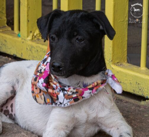 Michoacán vivirá un fin de semana animalista: ferias de adopciones, vacunas y esterilizaciones