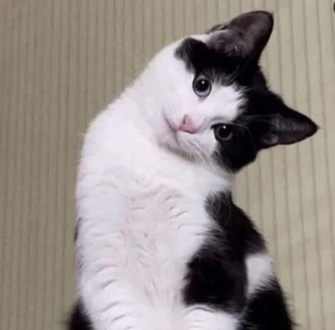 Protectoras de animales en Michoacán cierran adopciones de gatos y perros blanco, negro y combinados ante supersticiones de temporada