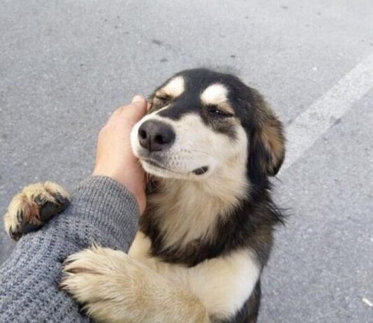 23 de septiembre: Día del Perro Adoptado, rescates rebasan 80% adopciones