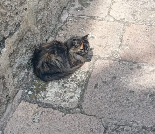 Pretende PROFEPA desalojar a los gatos que por más de una década han sido emblema de la institución