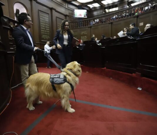Congreso del Estado aprueba que personas con discapacidad se desplacen libremente con animales de asistencia