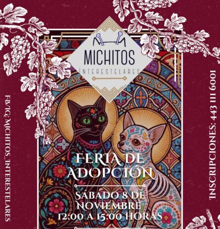 Feria de adopción de gatitos, sábado 8 de noviembre, en el IMCED