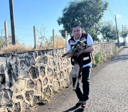 Barragán logra reforma histórica desde ahora la Constitución de Michoacán protege a los animales