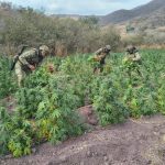 Guardia Nacional y Ejército Mexicano localizaron plantíos de mariguana en Michoacán