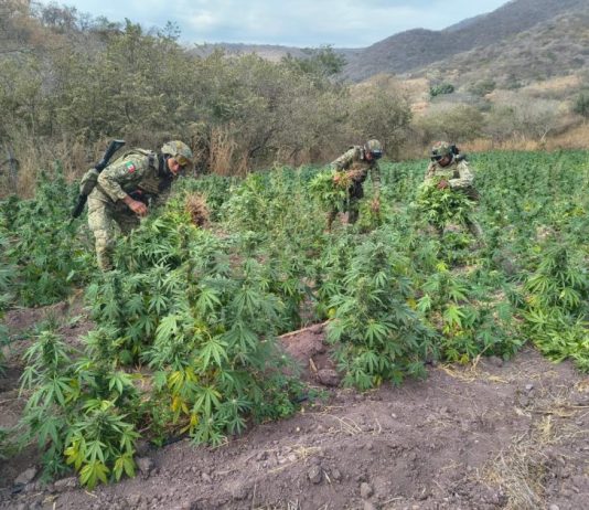 Guardia Nacional y Ejército Mexicano localizaron plantíos de mariguana en Michoacán