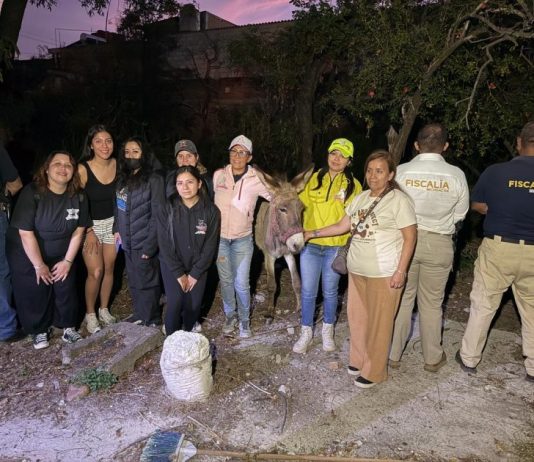 FGE rescata a burrito víctima de maltrato animal en Hidalgo; la acción fue coordinada con asociaciones civiles