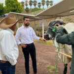 Ganadería fortalece economía y empleo en Michoacán: Octavio Ocampo