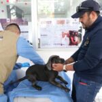 FGE investiga venta ilegal de seres sintientes; rescatan a 8 cachorros y ponen a disposición a dos personas