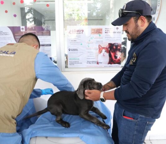 FGE investiga venta ilegal de seres sintientes; rescatan a 8 cachorros y ponen a disposición a dos personas