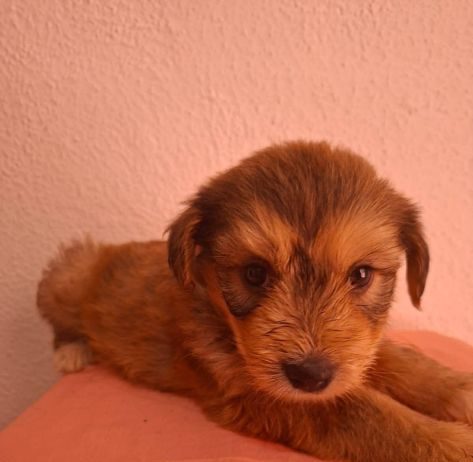 Una oportunidad para cambiar vidas: La Casita de Frijol invita a adoptar este 12 de julio
