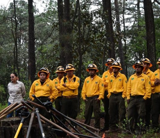 Gobierno de Morelia fortalece la recuperación de los bosques con jornada de reforestación