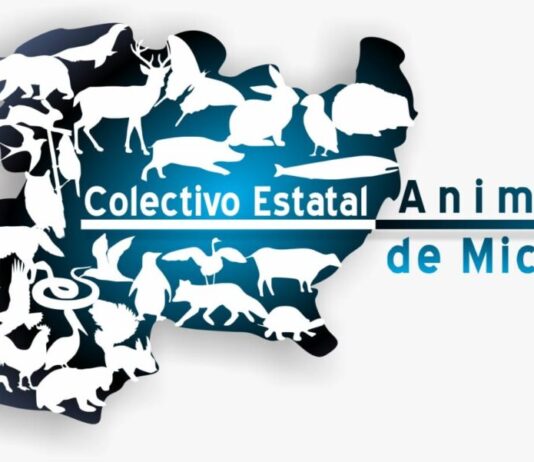 Se requieren políticas permanentes y no emergentes en el cuidado del medio ambiente: CEAM