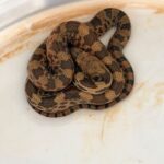 Protección Civil de Morelia atiende de manera oportuna reportes de reptiles en domicilios