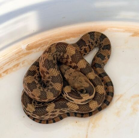 Protección Civil de Morelia atiende de manera oportuna reportes de reptiles en domicilios