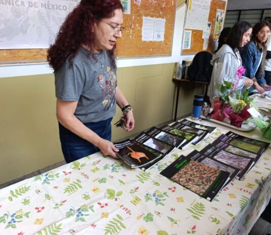 Mala planeación al plantar árboles, causa de las caídas en Morelia: doctora Patricia Gómez